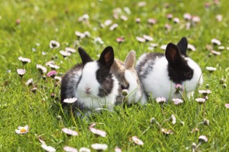 Rabbit (Oryctolagus cuniculus), on a flower meadow in the garden, daisy (Bellis perennis), Upper