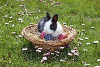 Rabbit (Oryctolagus cuniculus) in Easter nest on flower meadow in the garden, daisy (Bellis