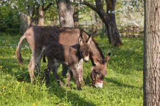 Donkey (Equus asinus), with foal in orchard, Upper Bavaria, Germany