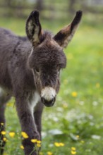 Donkey foal (Equus asinus), portrait, Germany