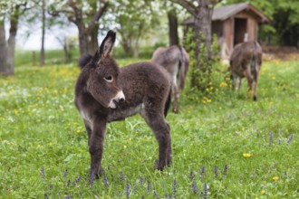 Donkey foal (Equus asinus), in orchard, Equus asinus, Upper Bavaria, Germany