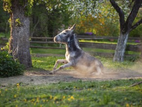 Donkey (Equus asinus), taking a dust bath, orchard, Upper Bavaria, Germany
