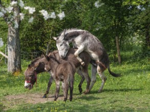 Donkey (Equus asinus), mating, pair with foal, Upper Bavaria, Germany
