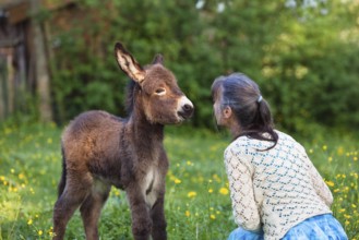 Woman with donkey foal (Equus asinus), in orchard, Bavaria, Germany