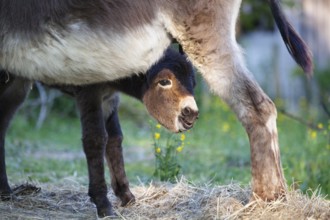 Donkey foal (Equus asinus), with dam, Upper Bavaria, Germany