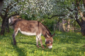 Donkey (Equus asinus), in orchard in Upper Bavaria with apple trees, Germany