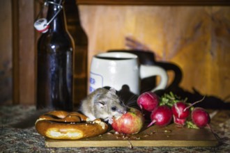 Dormouse (Glis glis), having a snack in a garden shed, hut, Upper Bavaria, Germany