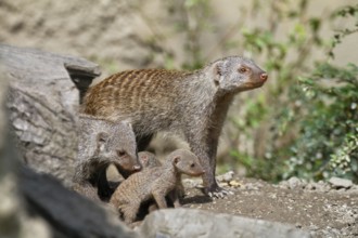 Zebra mongoose (Mungo mongoose), family with babies, Africa, captive