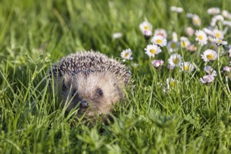 Hedgehog in spring on a flower meadow, (Erinaceus europaeus), in the garden, Upper Bavaria, Germany