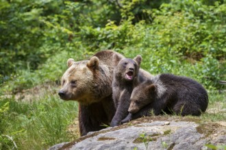 Brown bear (Ursus arctos), bear with cubs, mother, female, Bavarian Forest National Park, Lower