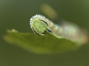 Caterpillar of the death's-head hawkmoth (Acherontia atropos) in the L2 stage feeding on a privet