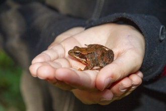 Grass frog (Rana temporaria), in children's hands, hands, Upper Bavaria, Germany