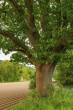 Mighty tree trunk of a single ancient English oak (Quercus Robur) at the edge of a field, labelled