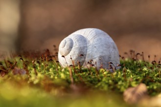 Close-up of the empty shell of a grape snail (Helix pomatia) on the moss-covered ground of a