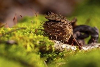 Macro photograph of the empty fruit cup or seed capsule of beechnuts of a copper beech (Fagus