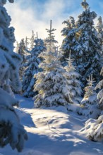 Picturesque spruces (Picea abies) in a densely snow-covered coniferous forest in the warm light of