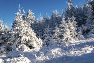 Young spruces (Picea abies) in front of a densely snow-covered coniferous forest under a clear blue