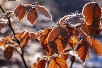 Close-up of branches of a beech (Fagus) with autumnal red-brown coloured leaves covered with frost