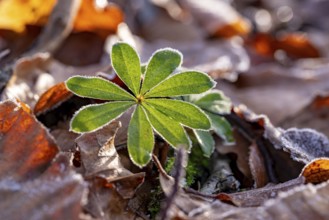 Close-up of the star-shaped leaves of woodruff (Galium odoratum) covered with frost on old autumn