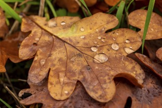 Close-up of the leaf of an oak (Quercus) in autumnal brown colouring on the ground of a forest,