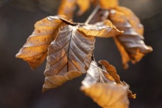 Close-up of the branch of a beech (Fagus sylvatica) with autumnal yellow-orange leaves shining in