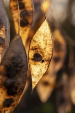Close-up of the dry seed pods of Perennial honesty (Lunaria rediviva) in autumnal backlight,