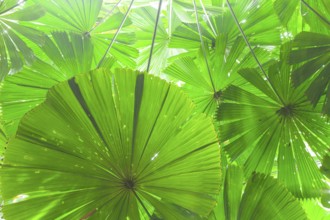 Fan palms in forest, Daintree National Park, Queensland, Australia