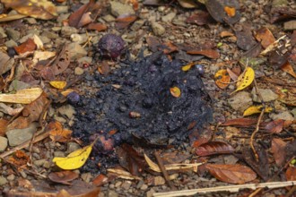 Cassowary droppings (Scat), seed-filled, on forest ground, Daintree National Park, Queensland,
