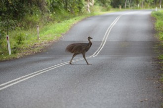 Young Southern Cassowary crossing the road in Daintree National Park, Queensland, Australia