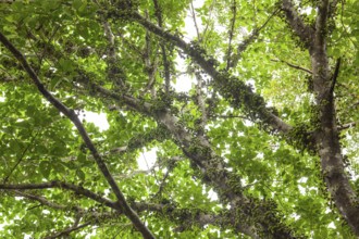Cauliflory on fig (Ficus racemosa) trunks in tropical forest, Daintree National Park, Queensland,