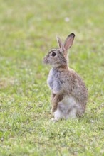 Wild rabbit (Oryctolagus cuniculus), sitting in a meadow, making mate, erect, fully grown, alert,