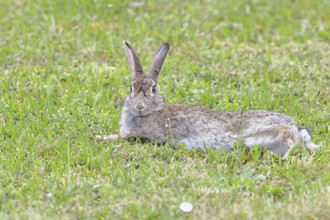 Wild rabbit (Oryctolagus cuniculus), lying in a meadow, fully grown, alert, wildlife, animals,