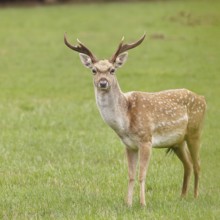 Fallow deer (Dama dama), young deer standing in a forest clearing, North Rhine-Westphalia, Germany