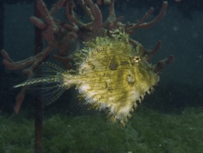 A bizarre jewellery filefish (Chaetodermis penicilligerus), filefish, swimming next to an