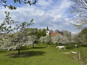 Orchard with blossoming apple trees and village church, Rheinaue Friemersheim, Duisburg, North