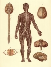 Medical illustration, structure of the human nervous system, school picture, authentic reproduction