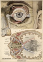 Medical illustration, structure of the human eye, school picture, authentic reproduction of a