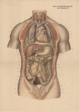Medical illustration, intestines, internal organs in human chest and abdomen, school picture,