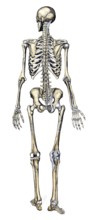 Medical illustration, human skeleton from behind, school picture, authentic reproduction of a