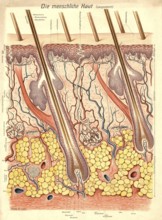Medical illustration, structure of human skin, school picture, authentic reproduction of a school