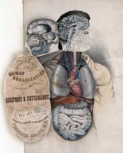Medical illustration, section of the human organism to facilitate the study of anatomy and