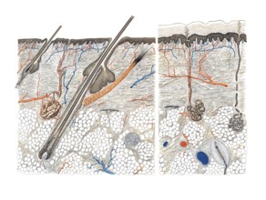 Medical illustration, cut through human skin and hair root, school picture, authentic reproduction