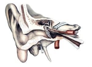 Medical illustration, The human hearing organ, ear, school picture, authentic reproduction of a