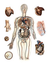 Medical illustration, human blood circulation with organs, school picture, authentic reproduction