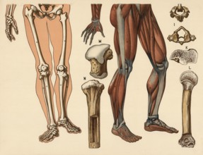 Medical illustration, human body, skeleton, bone structure and muscles, school picture, authentic