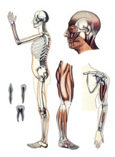 Medical illustration, human skeleton and muscles, school picture, authentic reproduction of a
