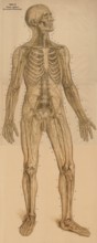Medical illustration, The peripheral nervous system, school picture, authentic reproduction of a