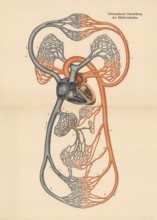 Medical illustration, diagram of human blood circulation, school picture, authentic reproduction of