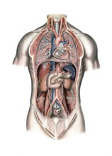 Medical illustration, lungs and internal organs of humans, school picture, authentic reproduction
