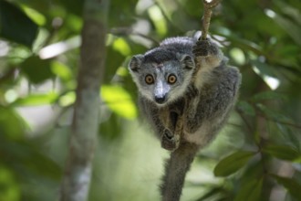 Crowned lemur (Eulemur coronatus) in the dry forests of north-west Madagascar